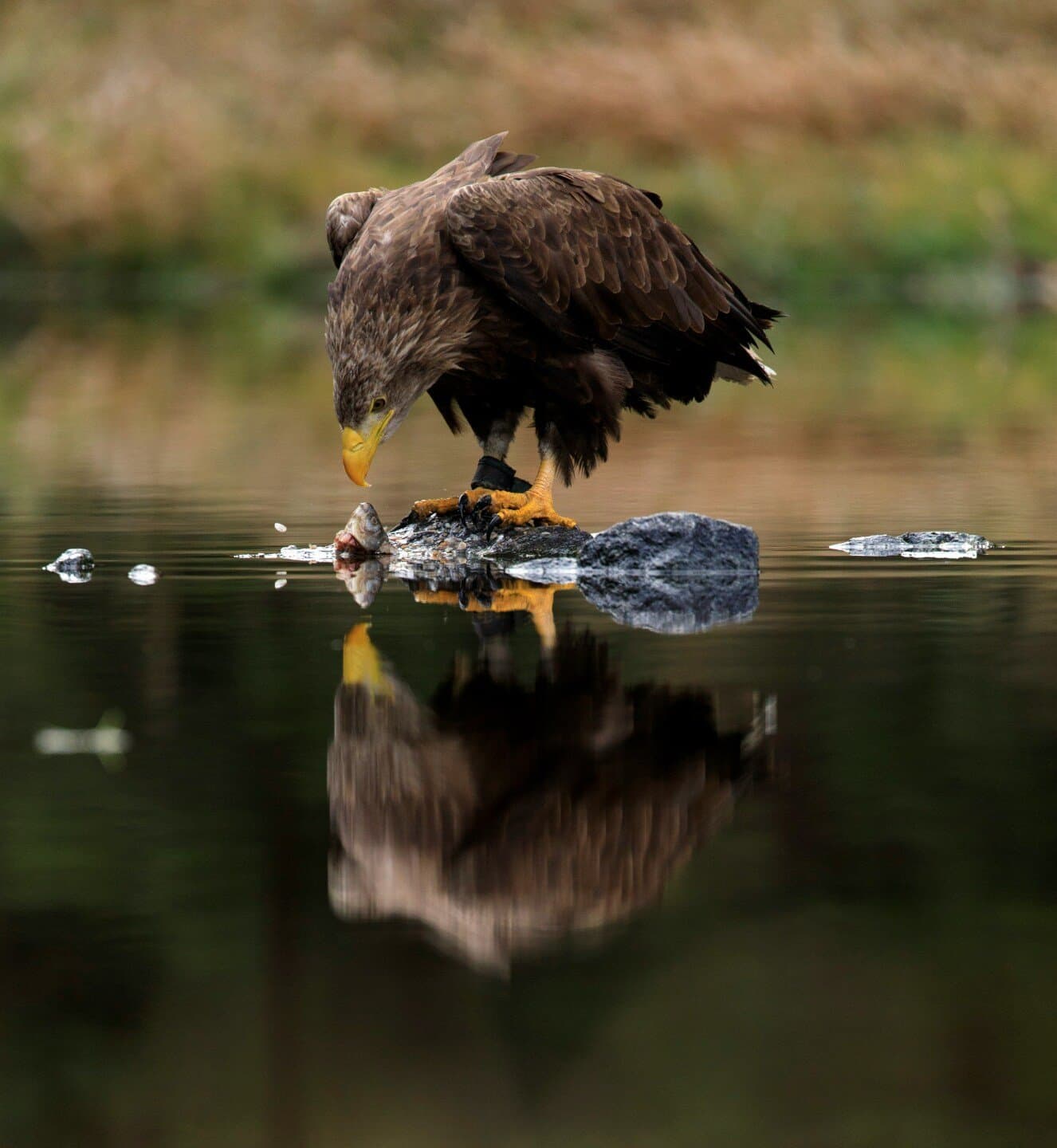 Eagle Rare 10 Year, image 1 of 1