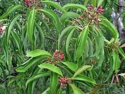 Sândalo – aroma amadeirado, quente e suave, traz equilíbrio e espiritualidade., image 1 of 1