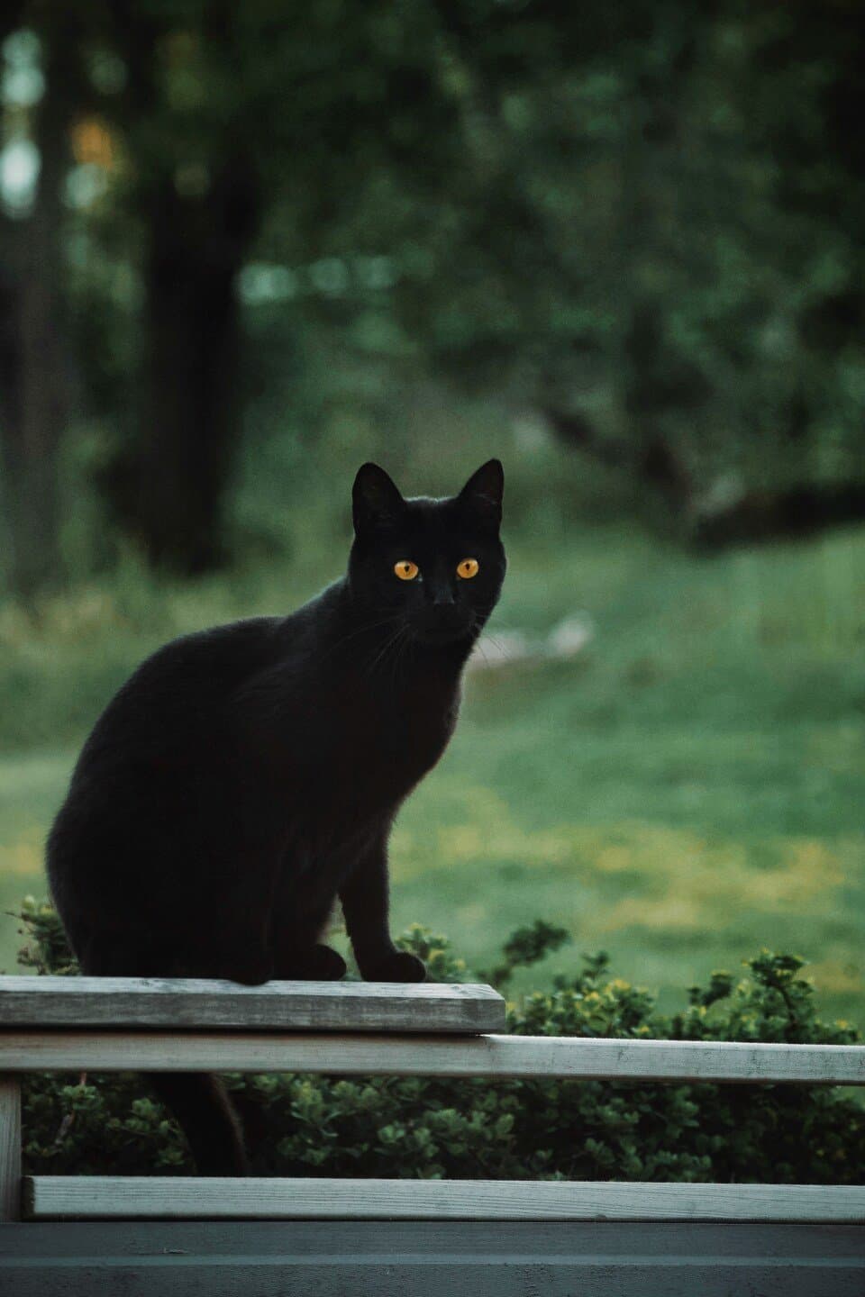 Le Repère du Chat Noir, image 1 of 1