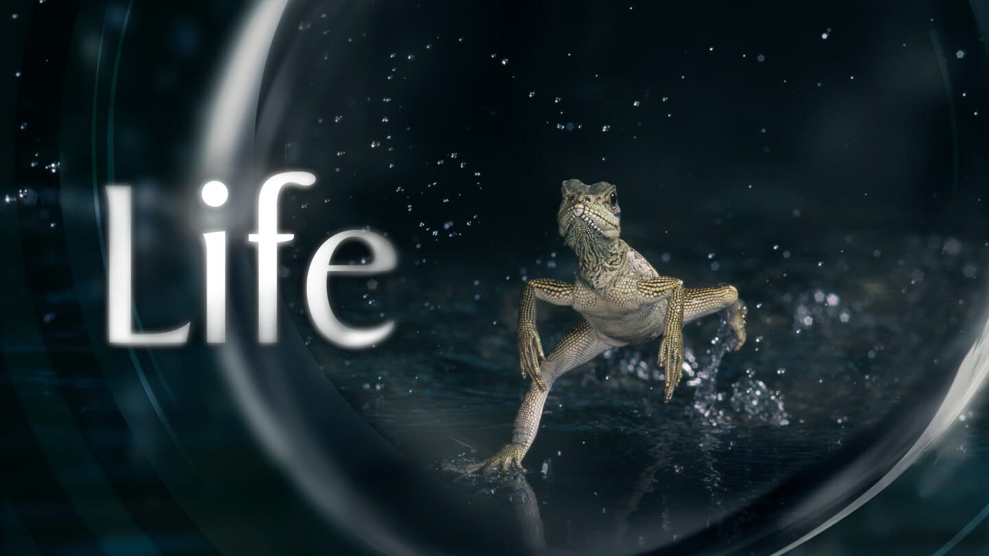 Life, image 1 of 1