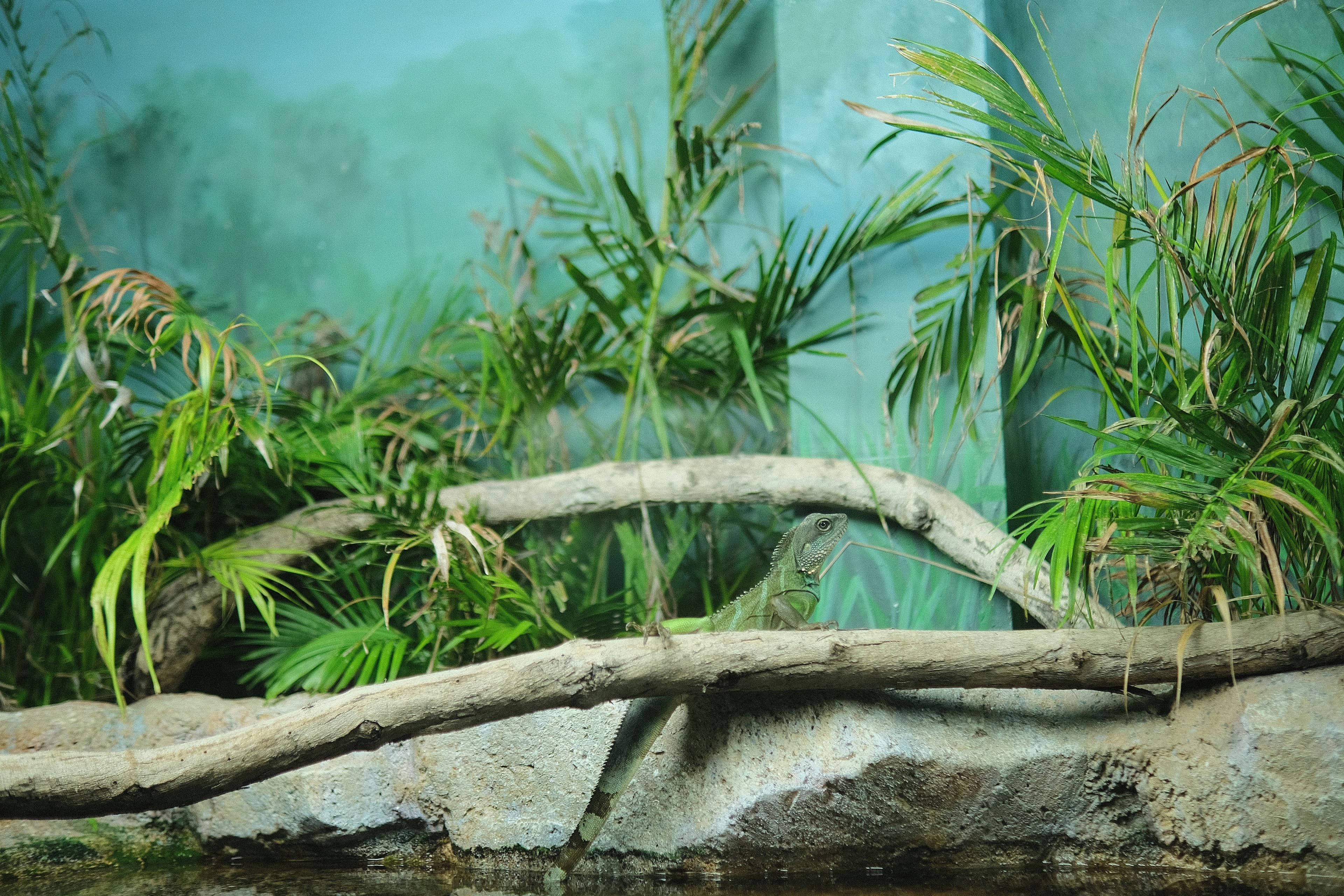 Rio Scenarium, image 1 of 1