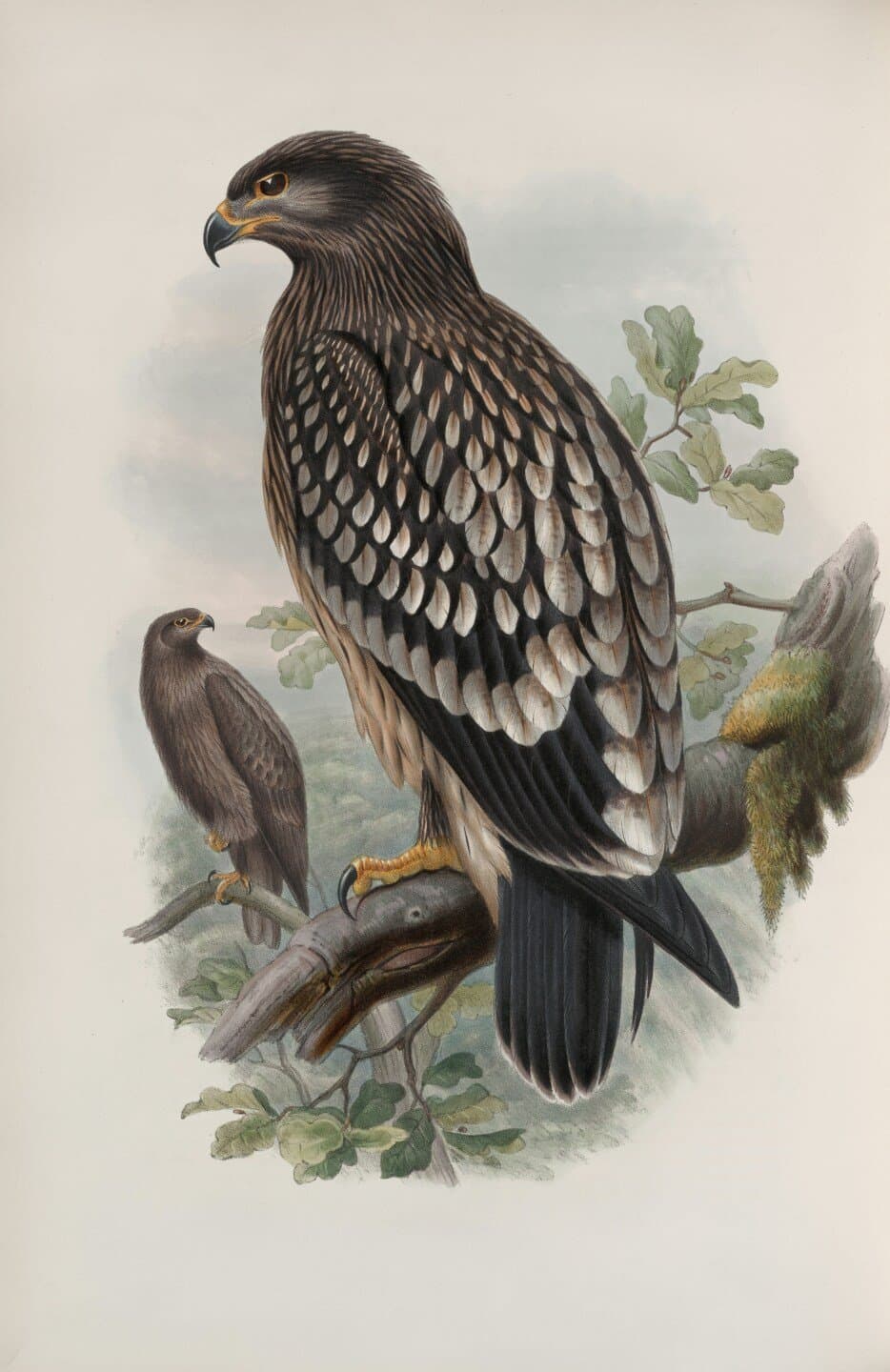 Eagle Rare 10 Year, image 1 of 1