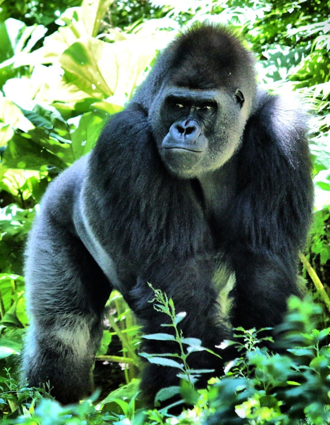 Gorilla, image 1 of 1