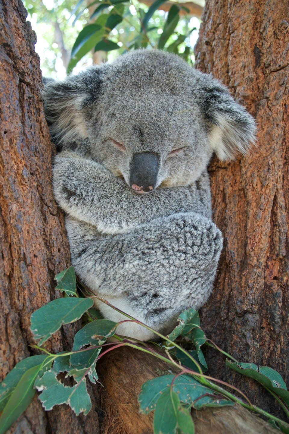Koala, image 1 of 1
