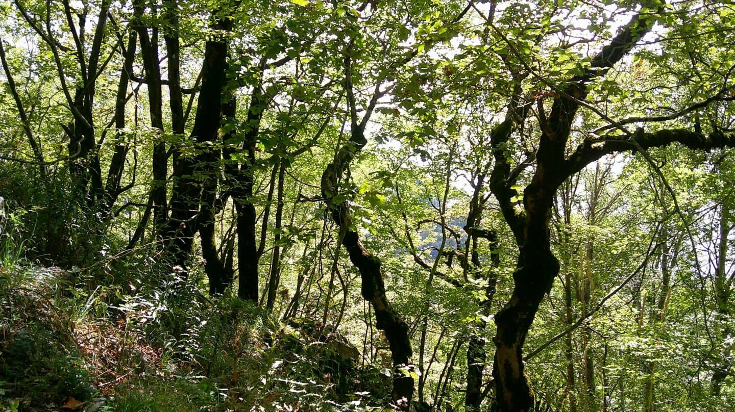 Galería silvestre, image 1 of 1