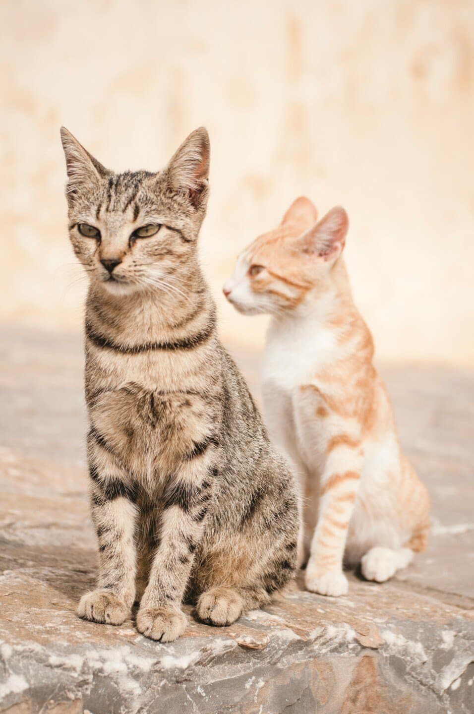 Tres Gatos, image 1 of 1