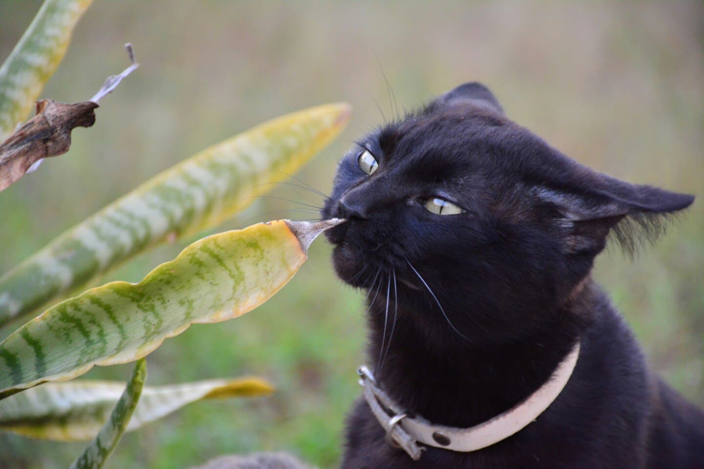 Fat Cat & The Mantis, image 1 of 1