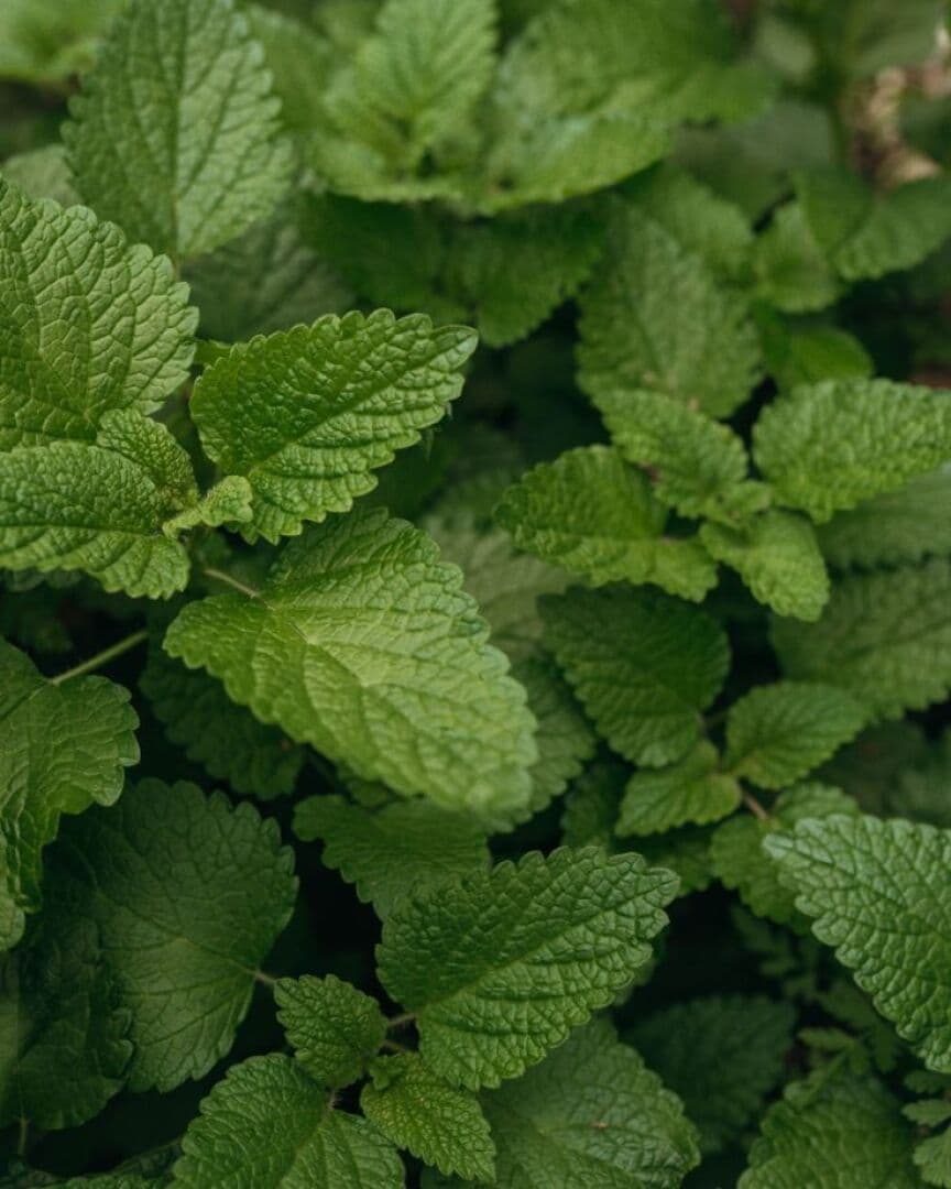 Lemon Balm Tea, image 1 of 1