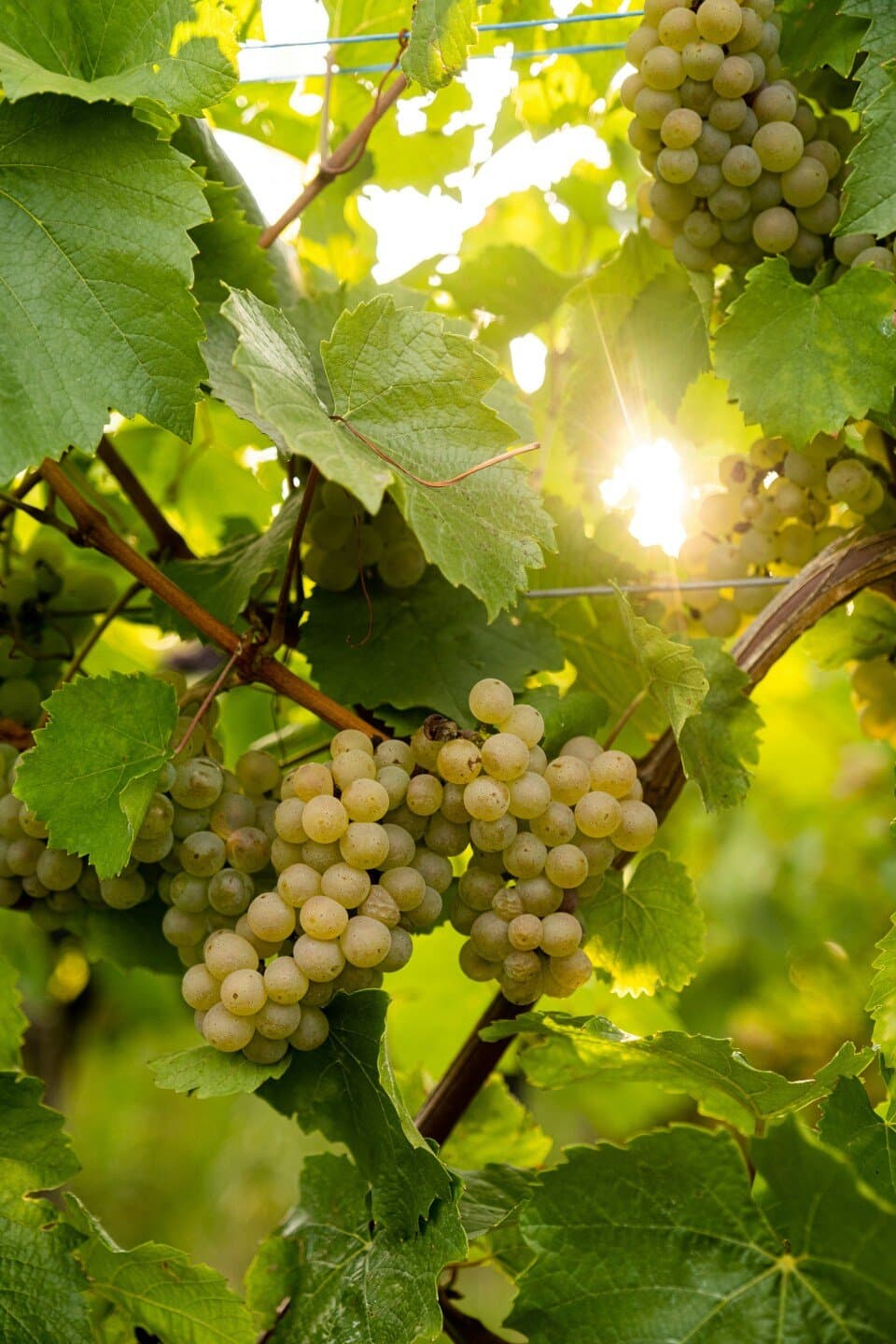Casa Valduga Terroir Exclusivo Gewurztraminer, image 1 of 1