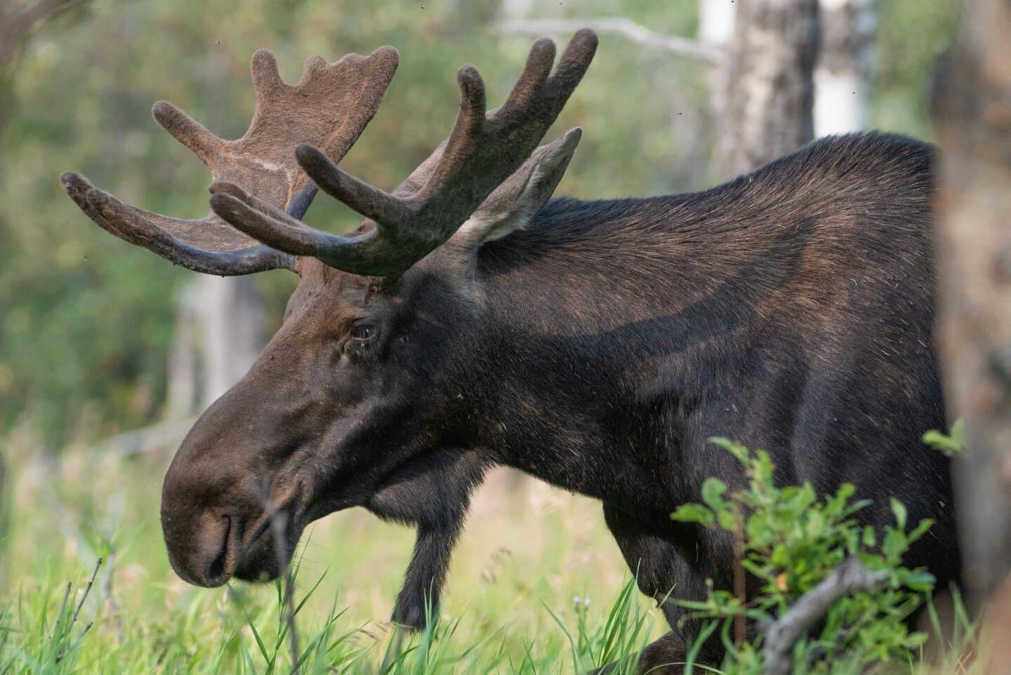 The Moose, image 1 of 1