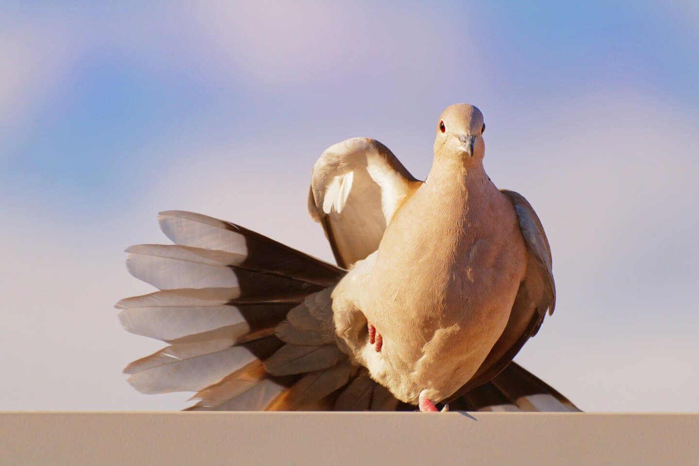 Dovetail Helles, image 1 of 1