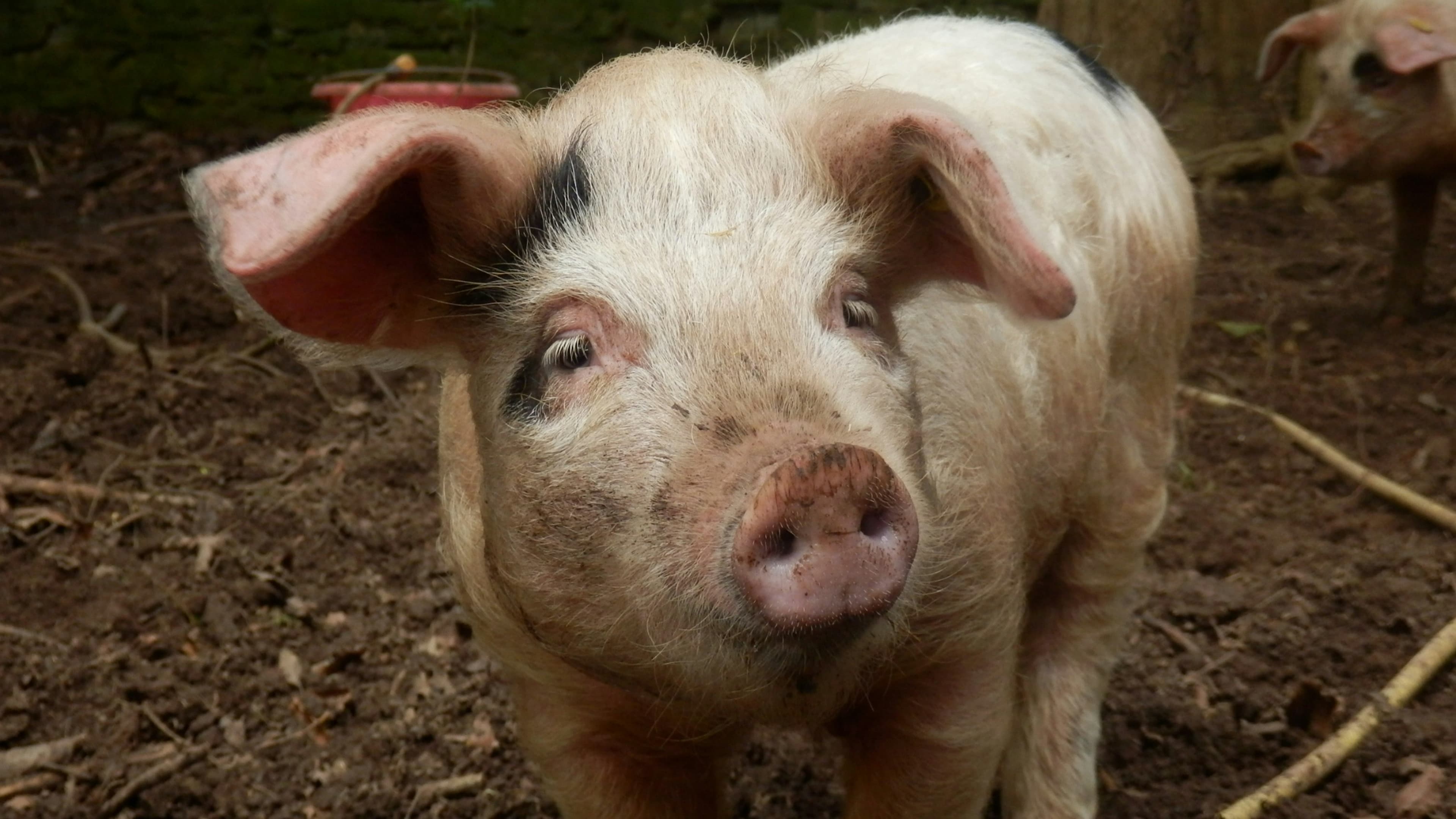 The Pig's Ear, image 1 of 1
