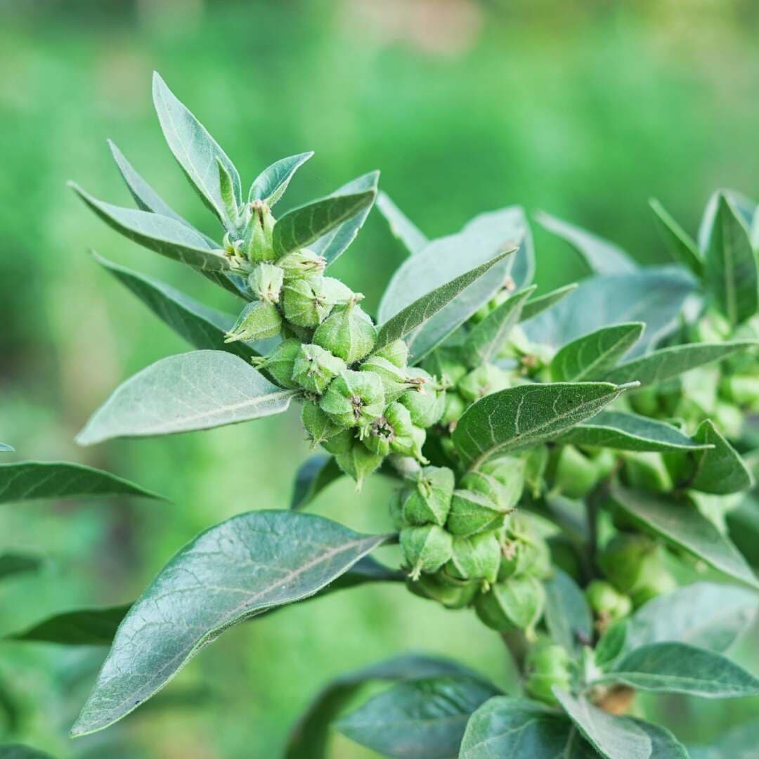 Ashwagandha Tea, image 1 of 1