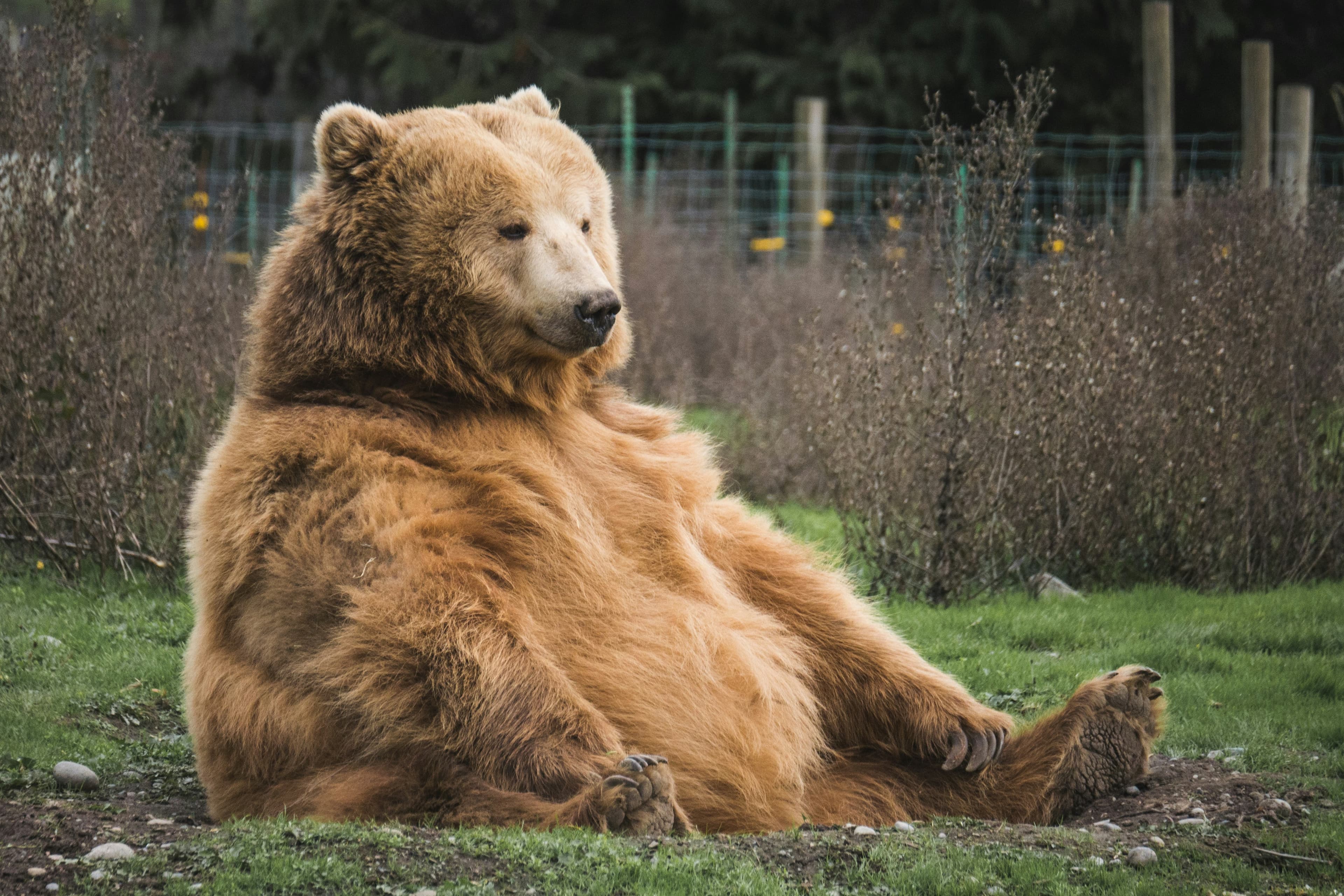 The Bear, image 1 of 1