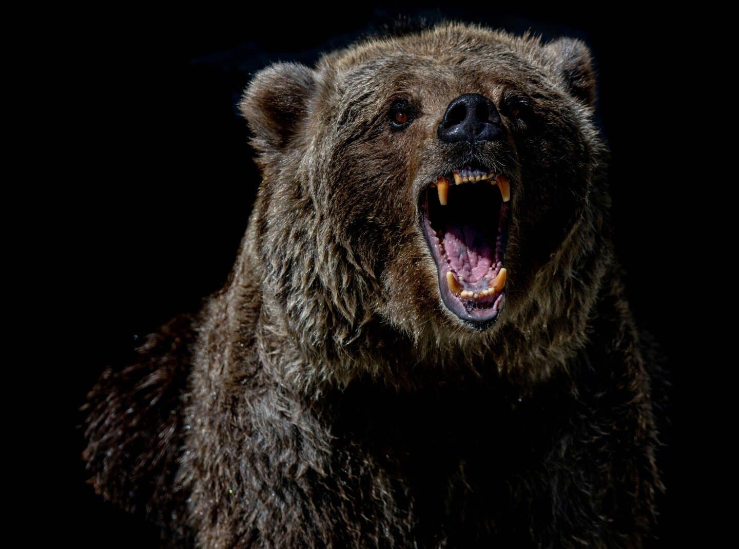 The Bear, image 1 of 1