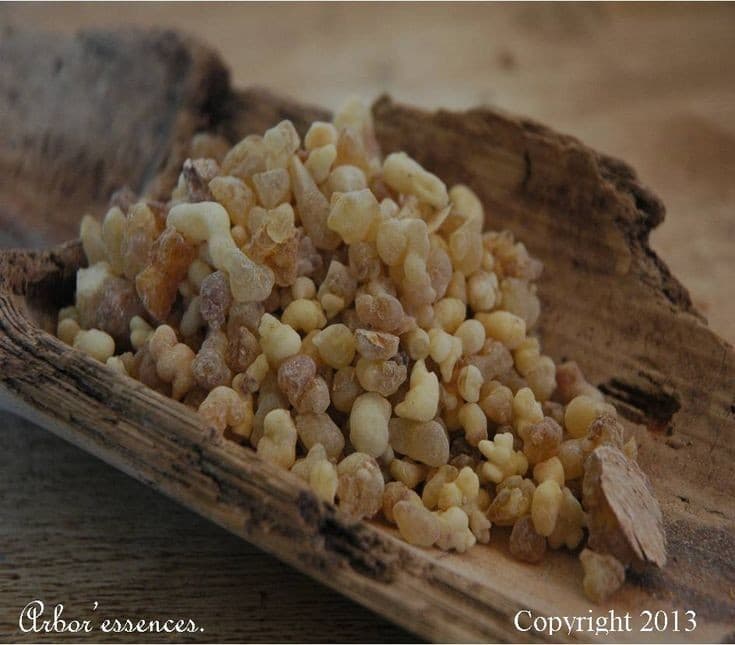 Benjoim – doce e balsâmico, traz purificação e leveza., image 1 of 1