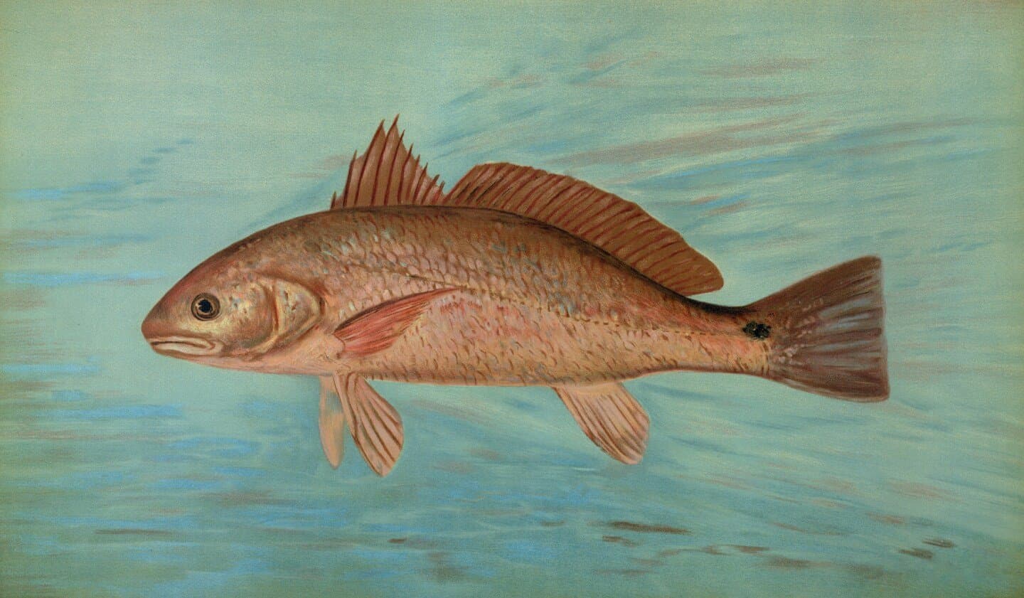 The Snapper, image 1 of 1