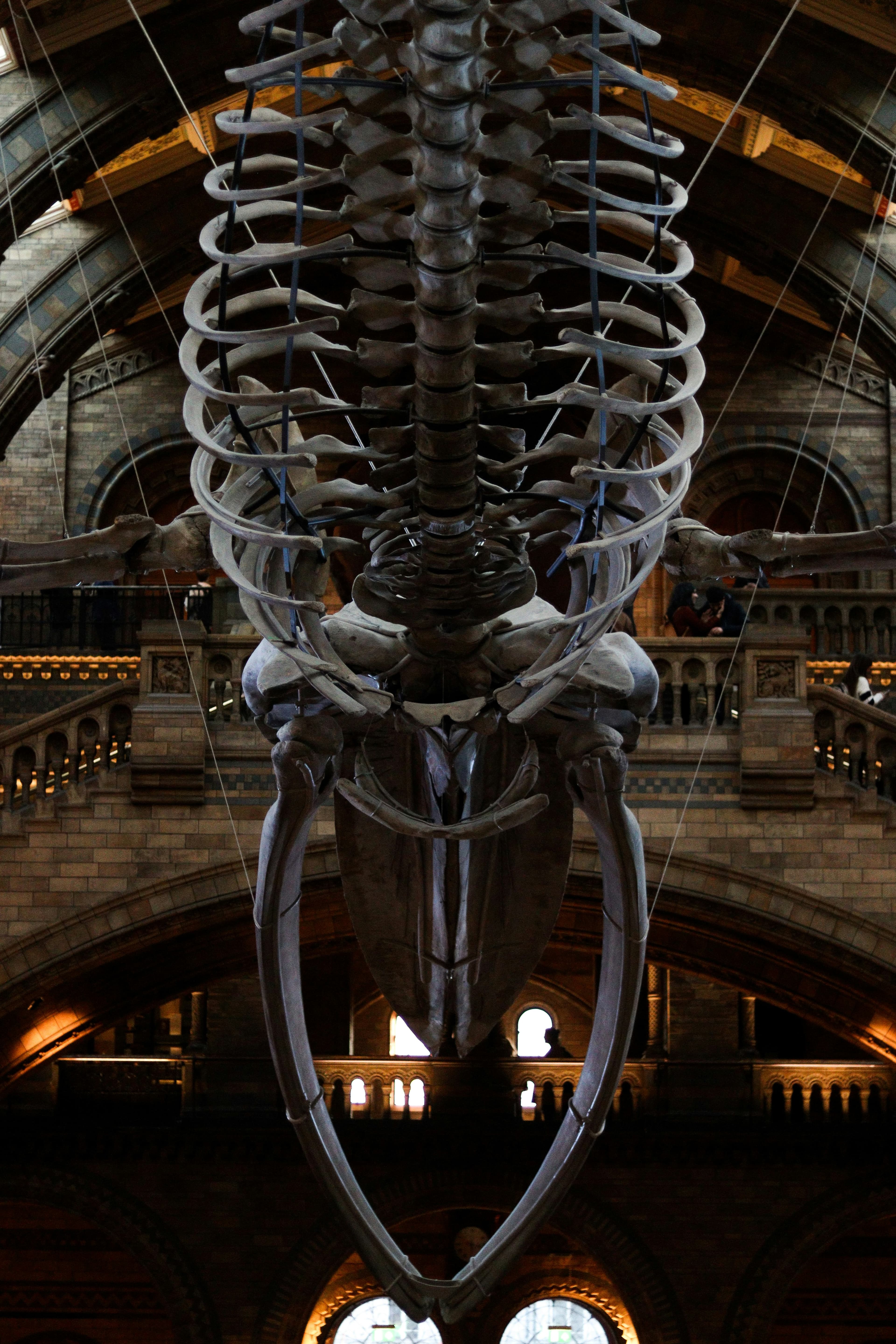 Field Museum, image 1 of 1