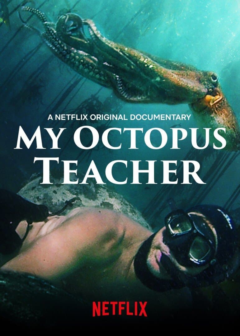 My Octopus Teacher, image 1 of 1