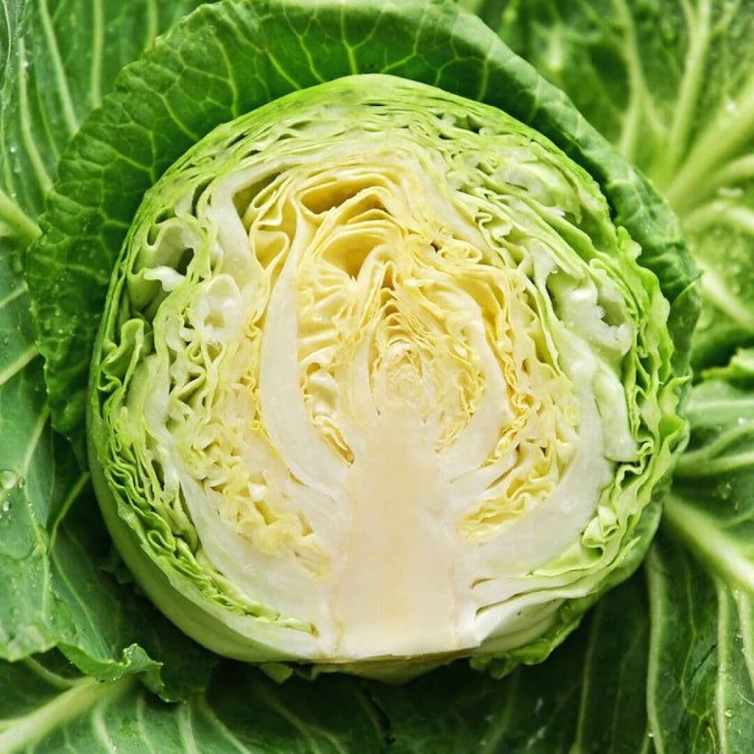 Cabbage, image 1 of 1