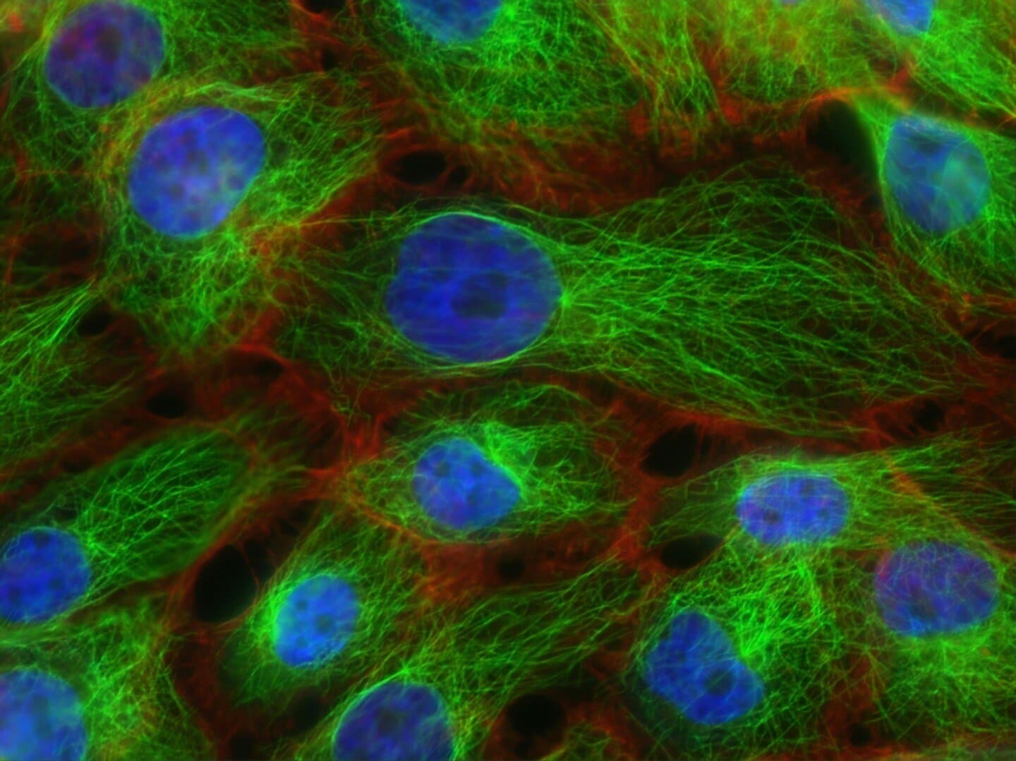 Place Cells and the Hippocampus as a Cognitive Map, image 1 of 1