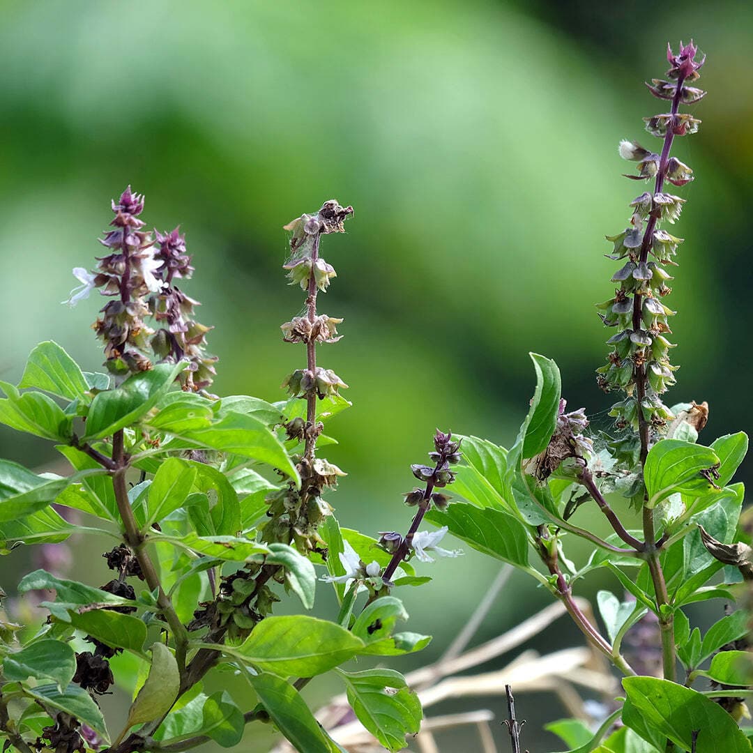 Holy Basil (Tulsi) Tea, image 1 of 1