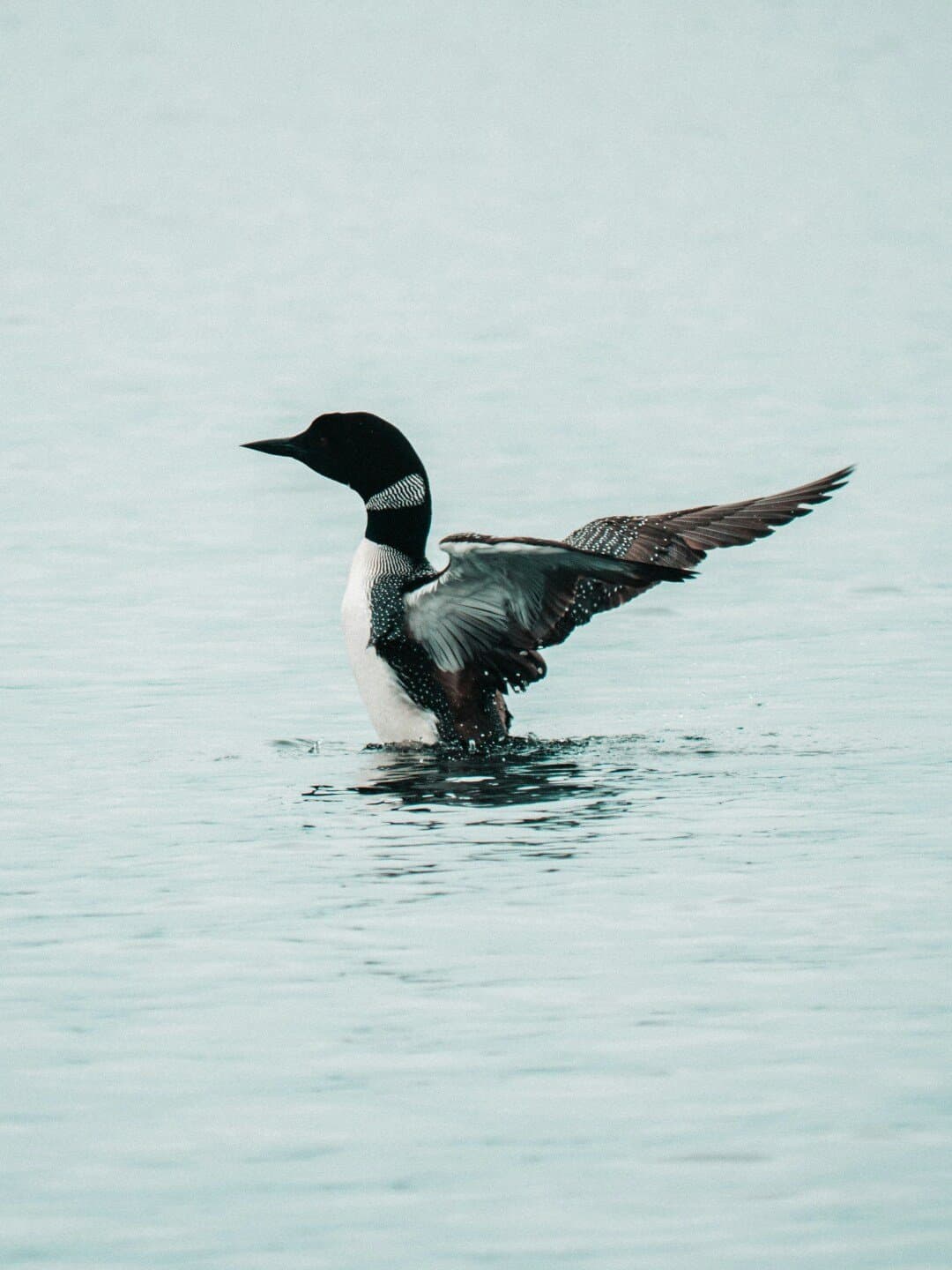 Common, image 1 of 1