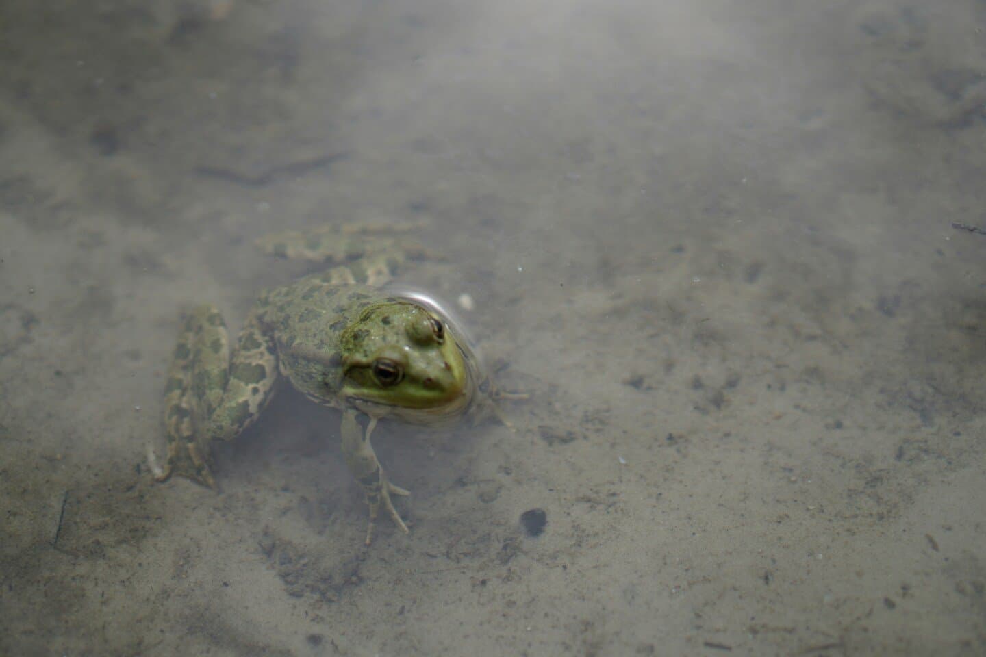 Frog Pond Ice Skating Season, image 1 of 1