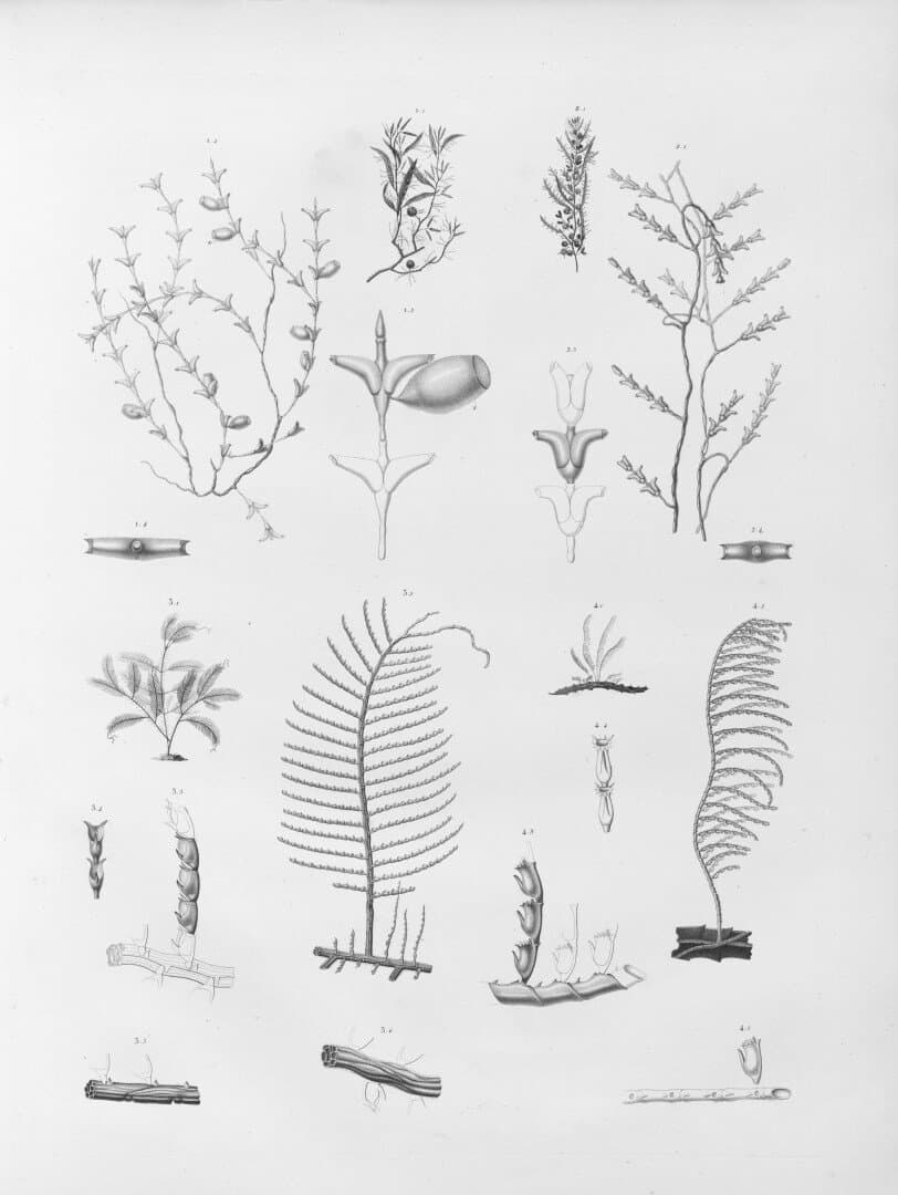 Grama preta, image 1 of 1