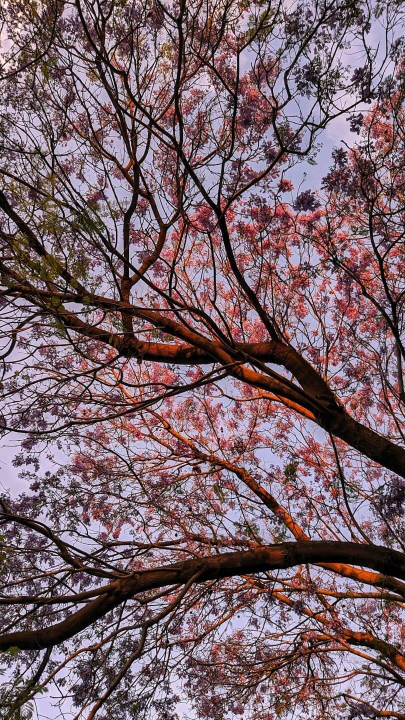 Jacarandá, image 1 of 1