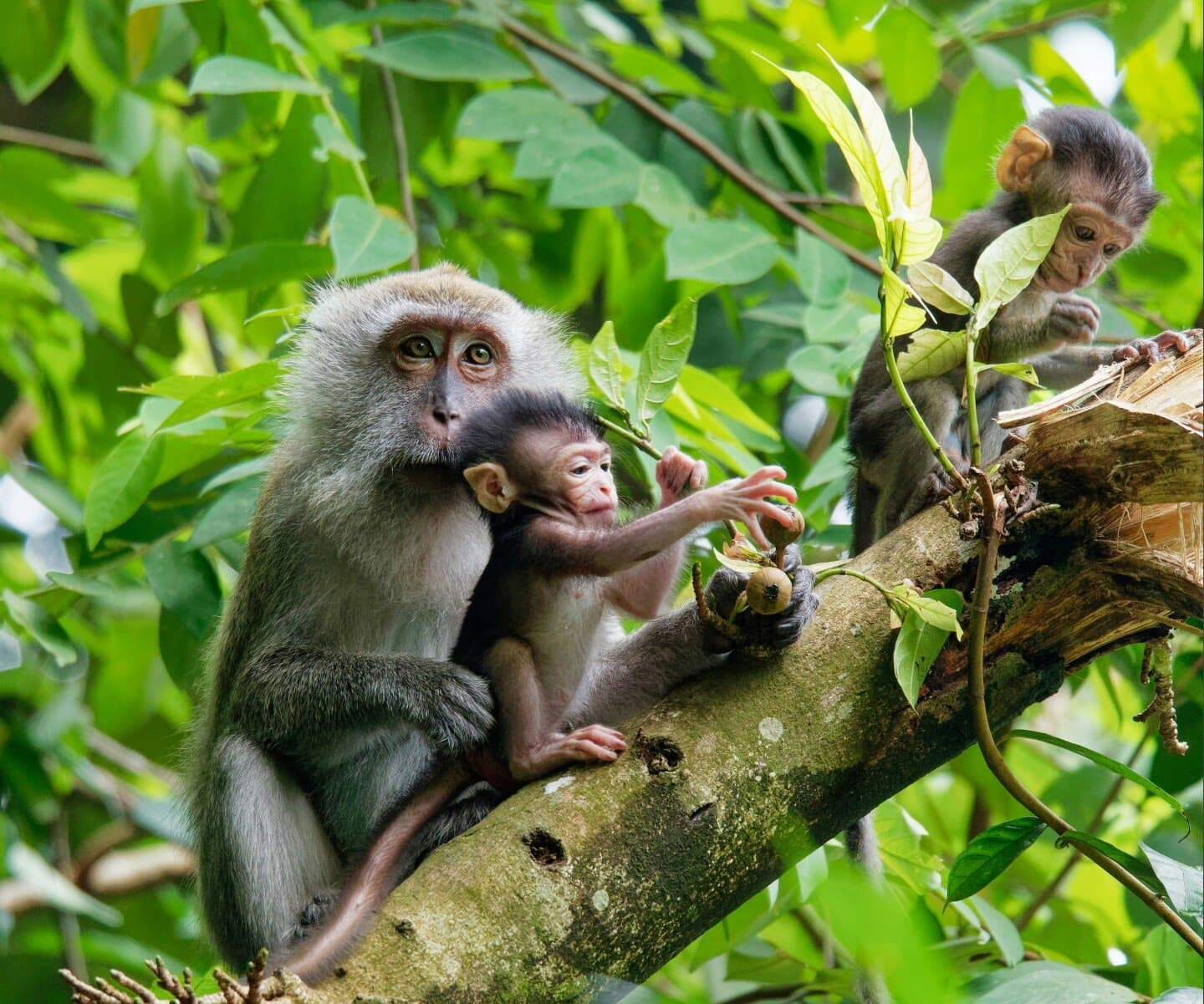 Monkey Hunting, image 1 of 1