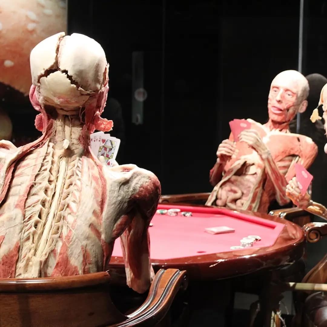 See the BODY WORLDS exhibition, image 1 of 1