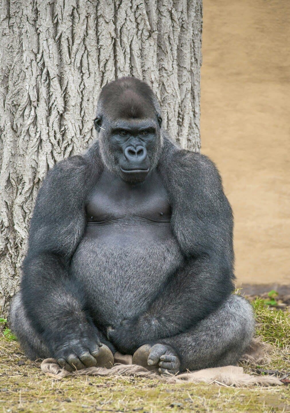 Gorilla, image 1 of 1
