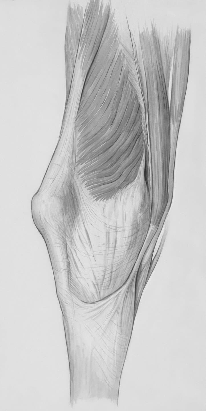 Tendon Loading and Pain Science, image 1 of 1