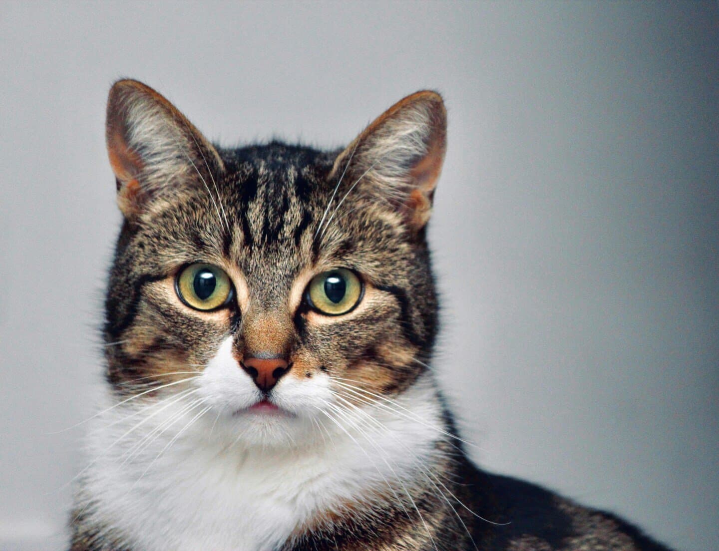 Mean Eyed Cat, image 1 of 1