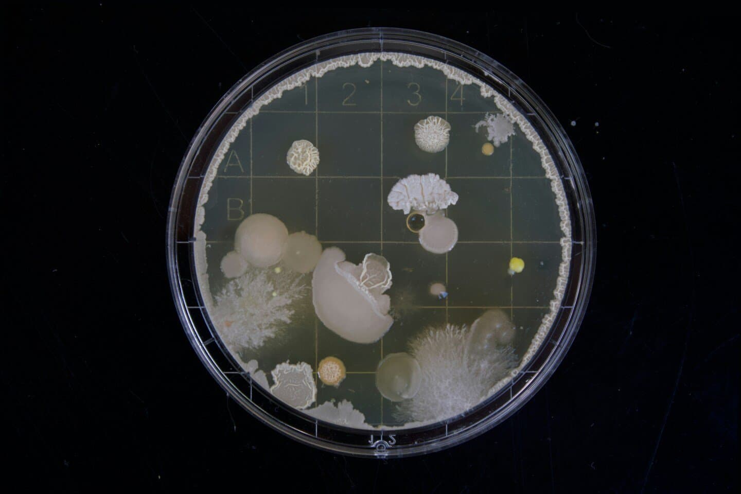 The Discovery of Penicillin (Fleming, 1929), image 1 of 1
