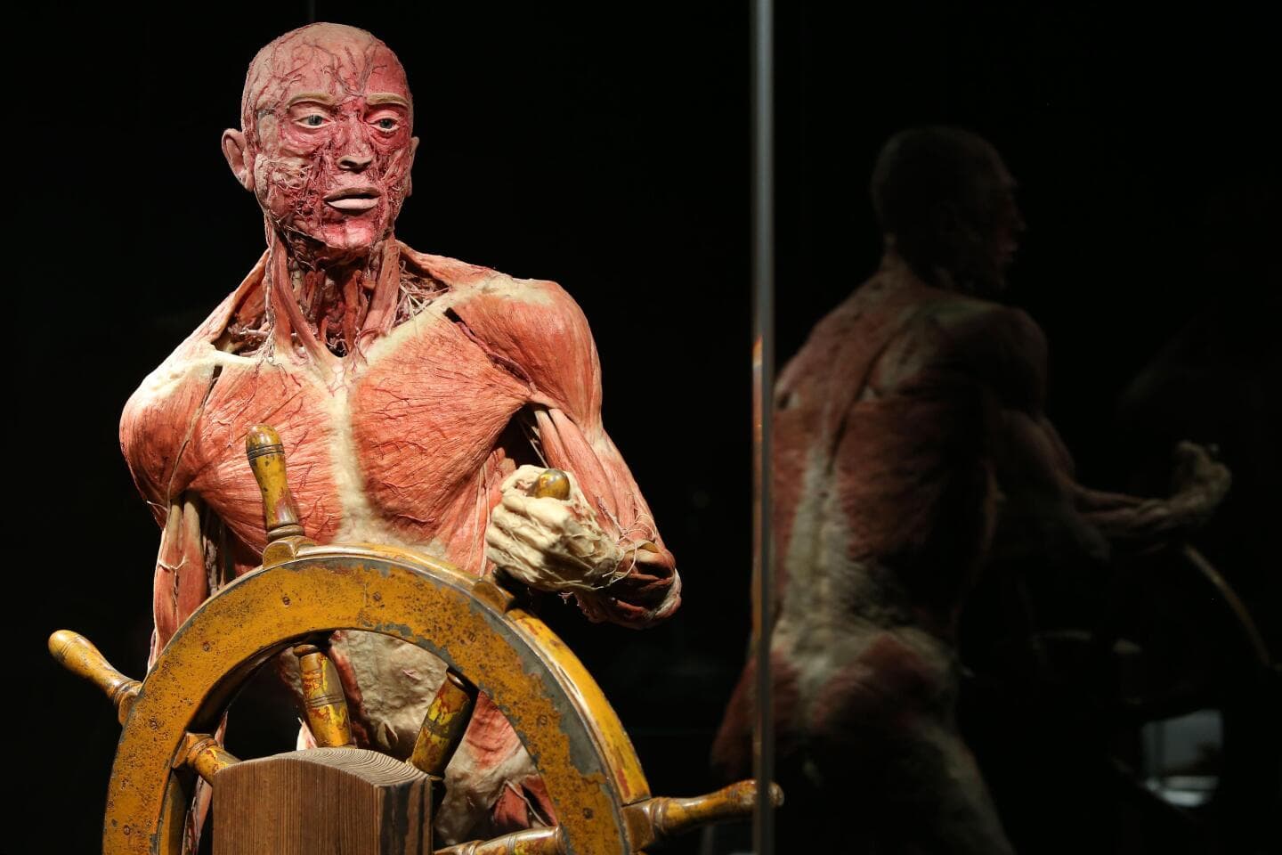 Body Worlds, image 1 of 1
