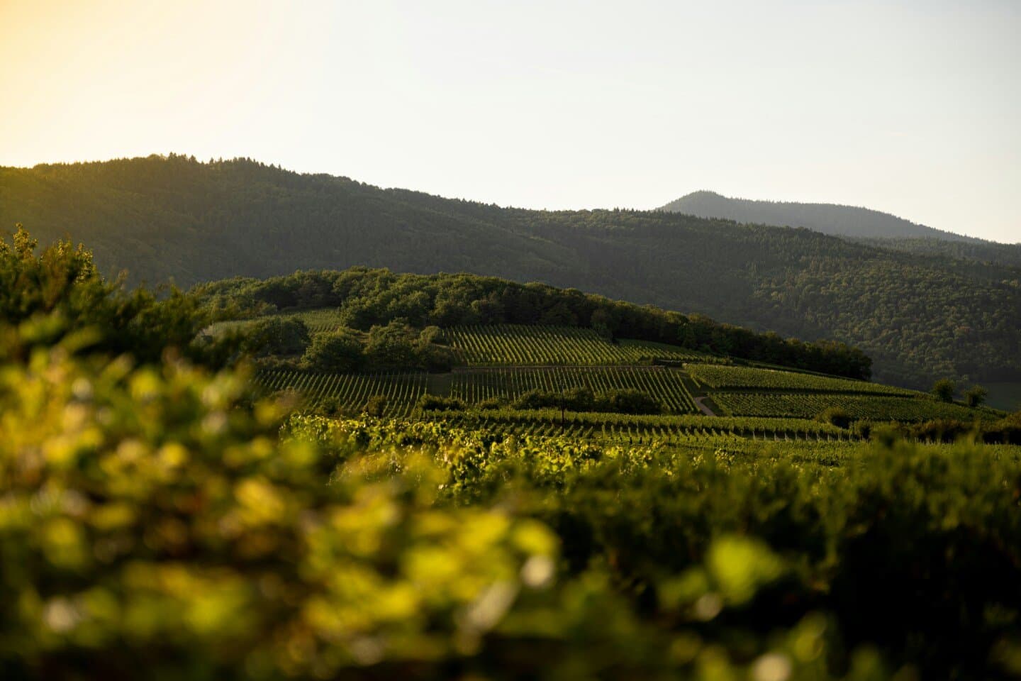 Pinot Noir de La Côte, image 1 of 1