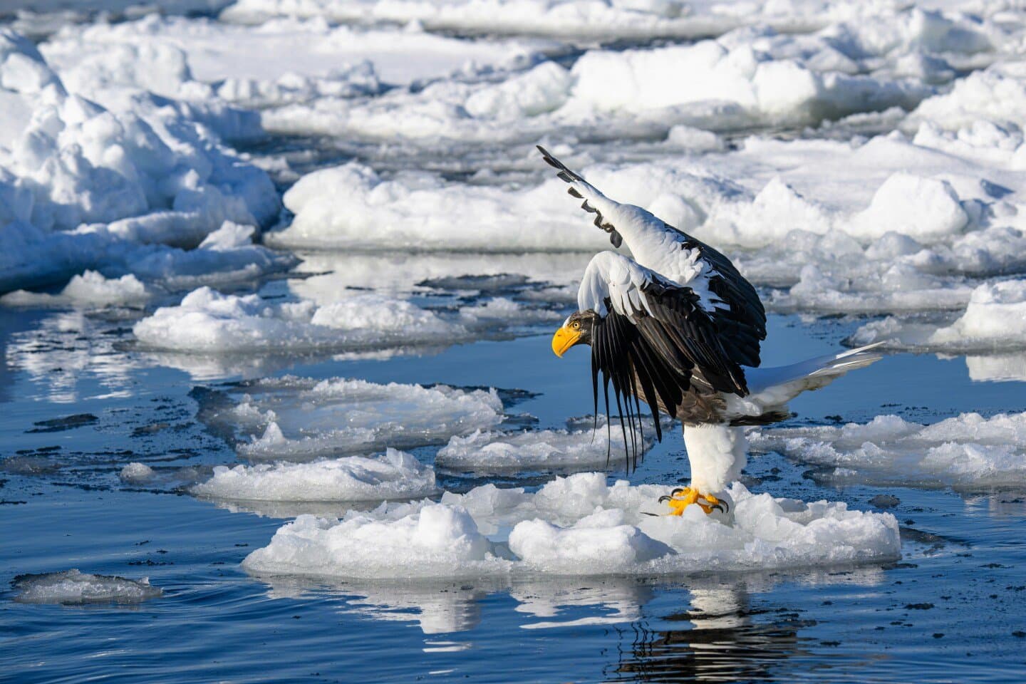 Eagle Rare, image 1 of 1
