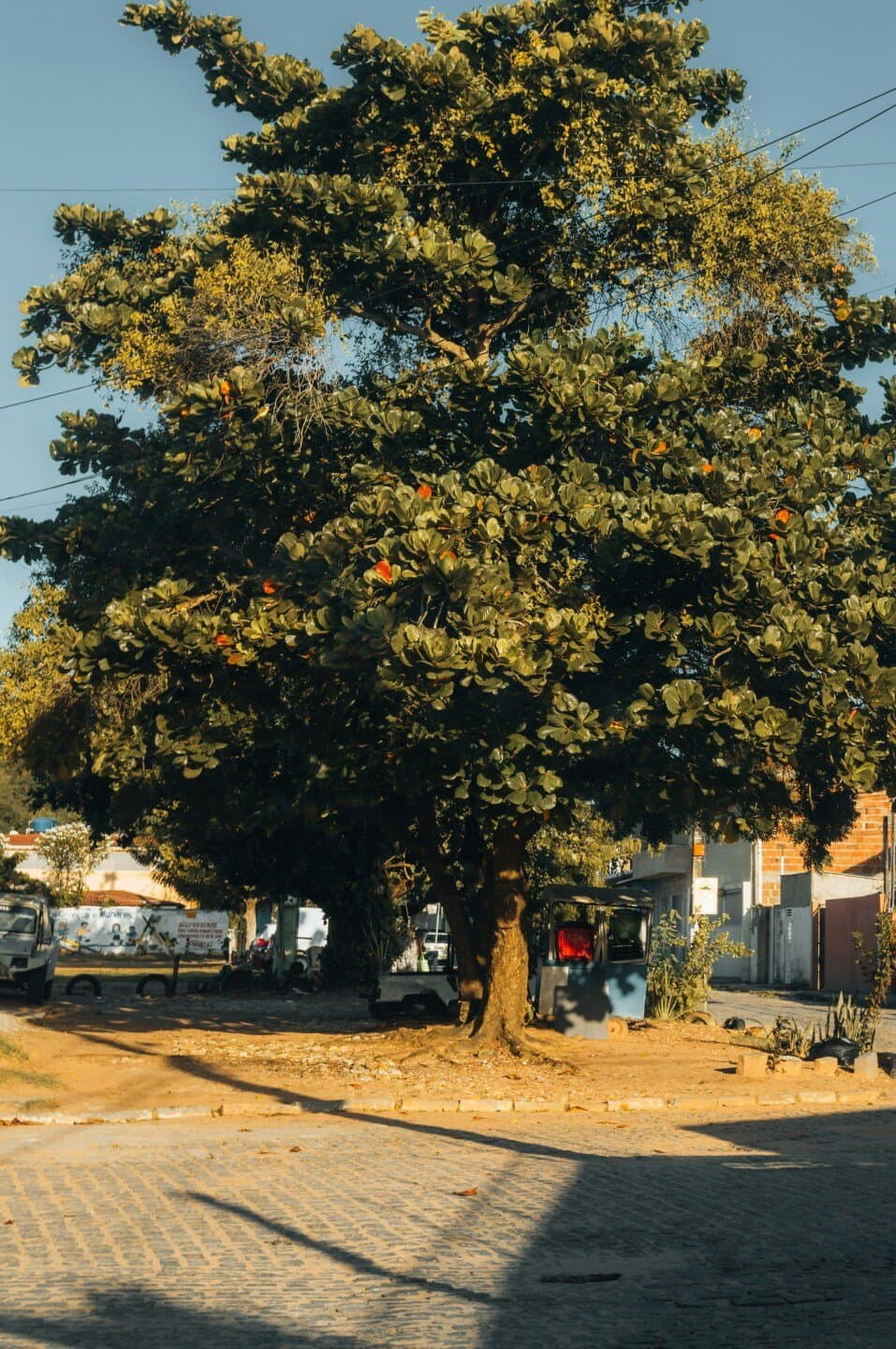 Das Raízes aos Frutos Sebo Cultural, image 1 of 1