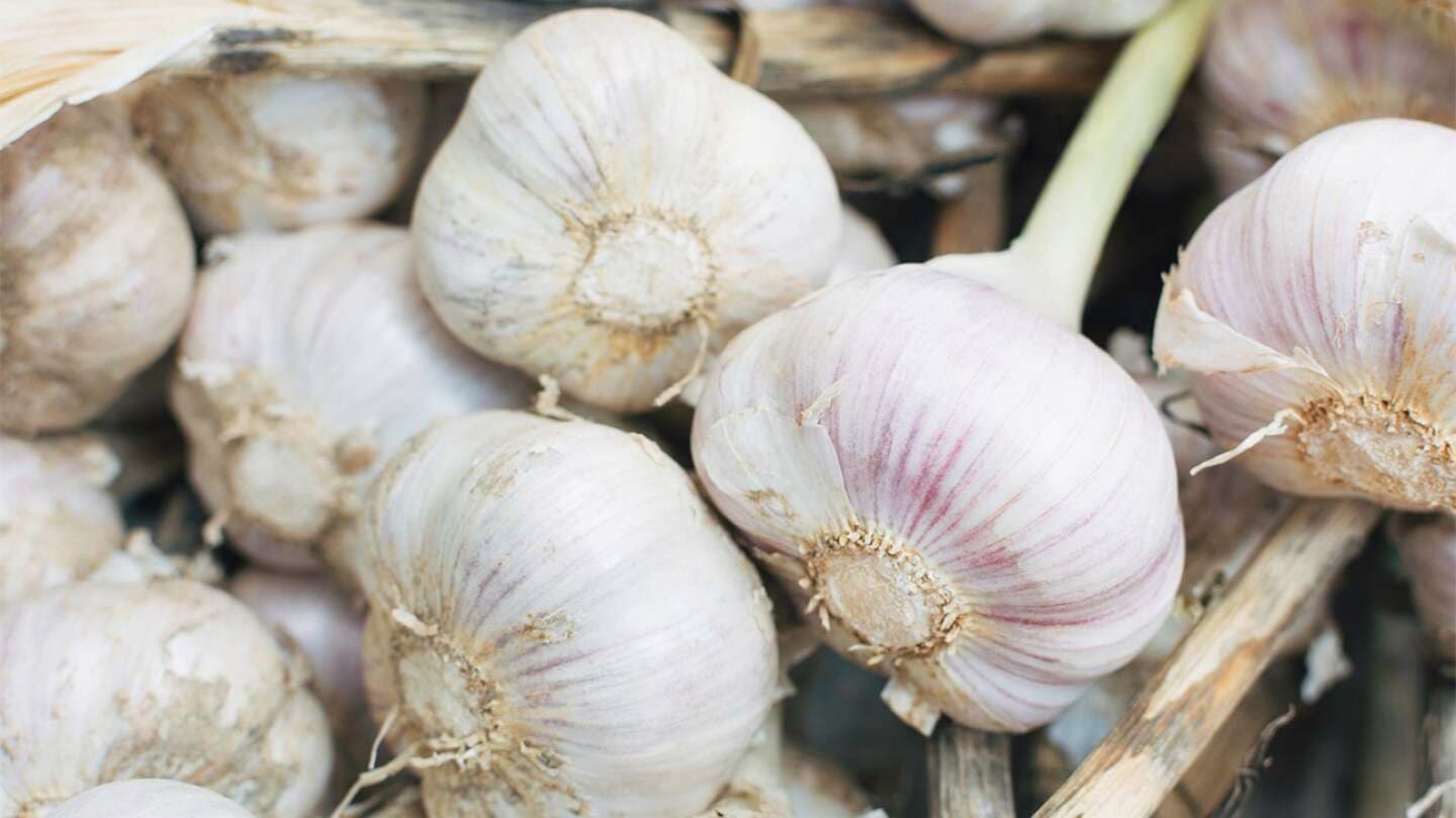 Garlic, image 1 of 1
