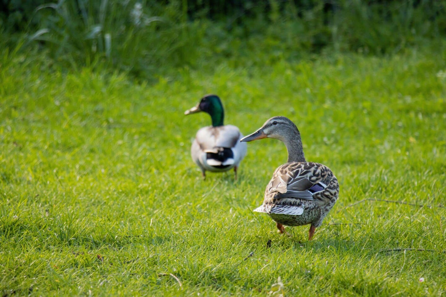 Succession, image 1 of 1