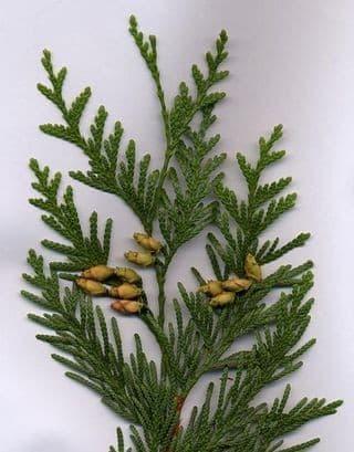 Cedro – amadeirado, seco e firme, remete à proteção e força interior., image 1 of 1