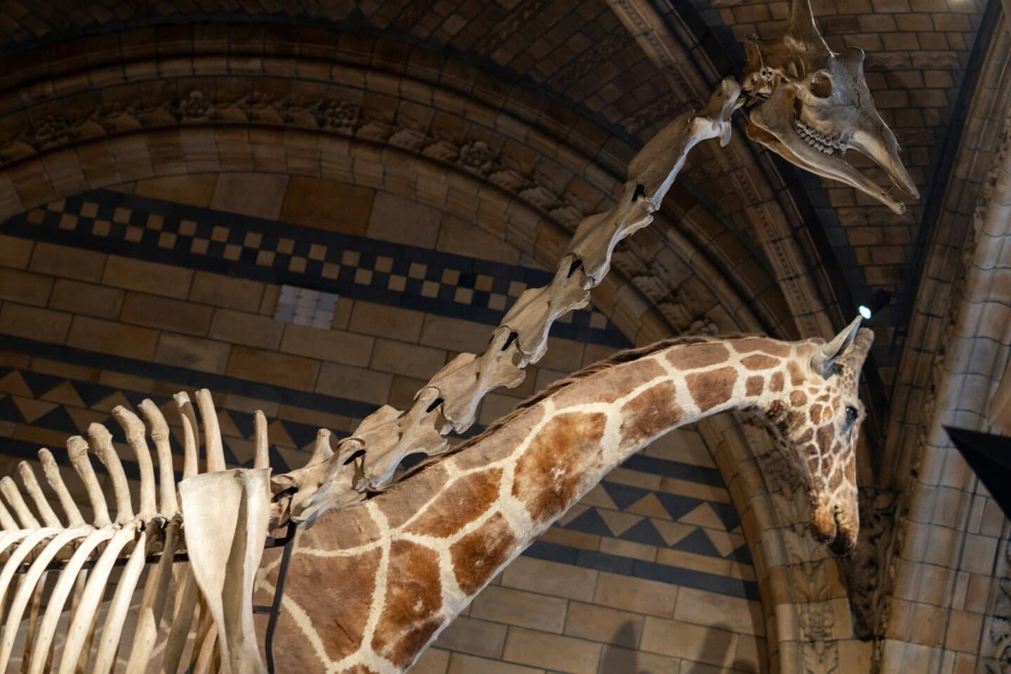 Grant Museum of Zoology, image 1 of 1