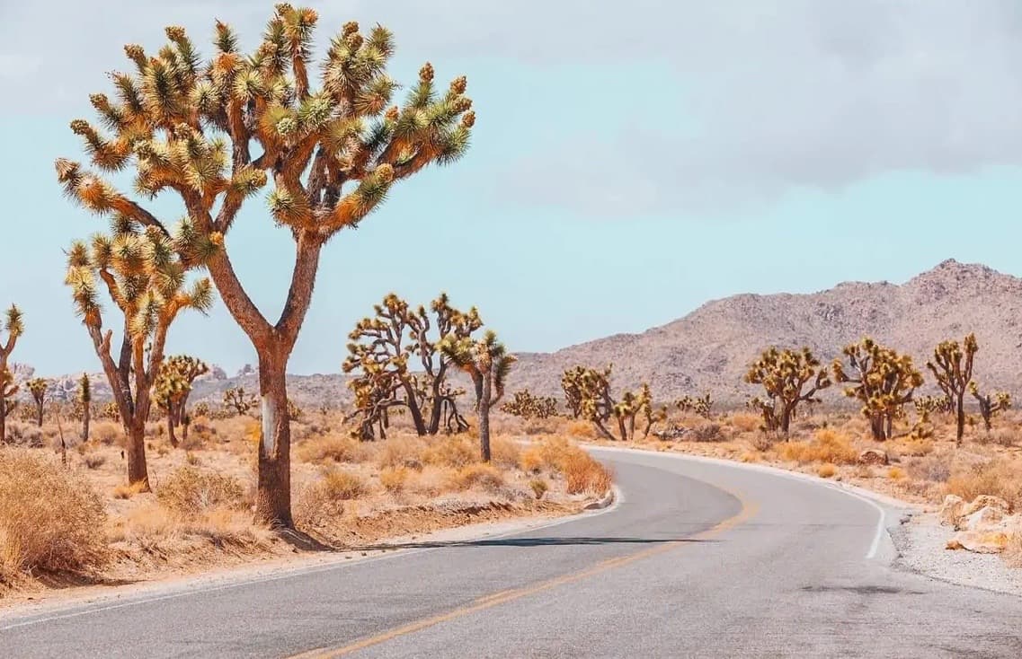 Joshua Tree National Park, image 1 of 1
