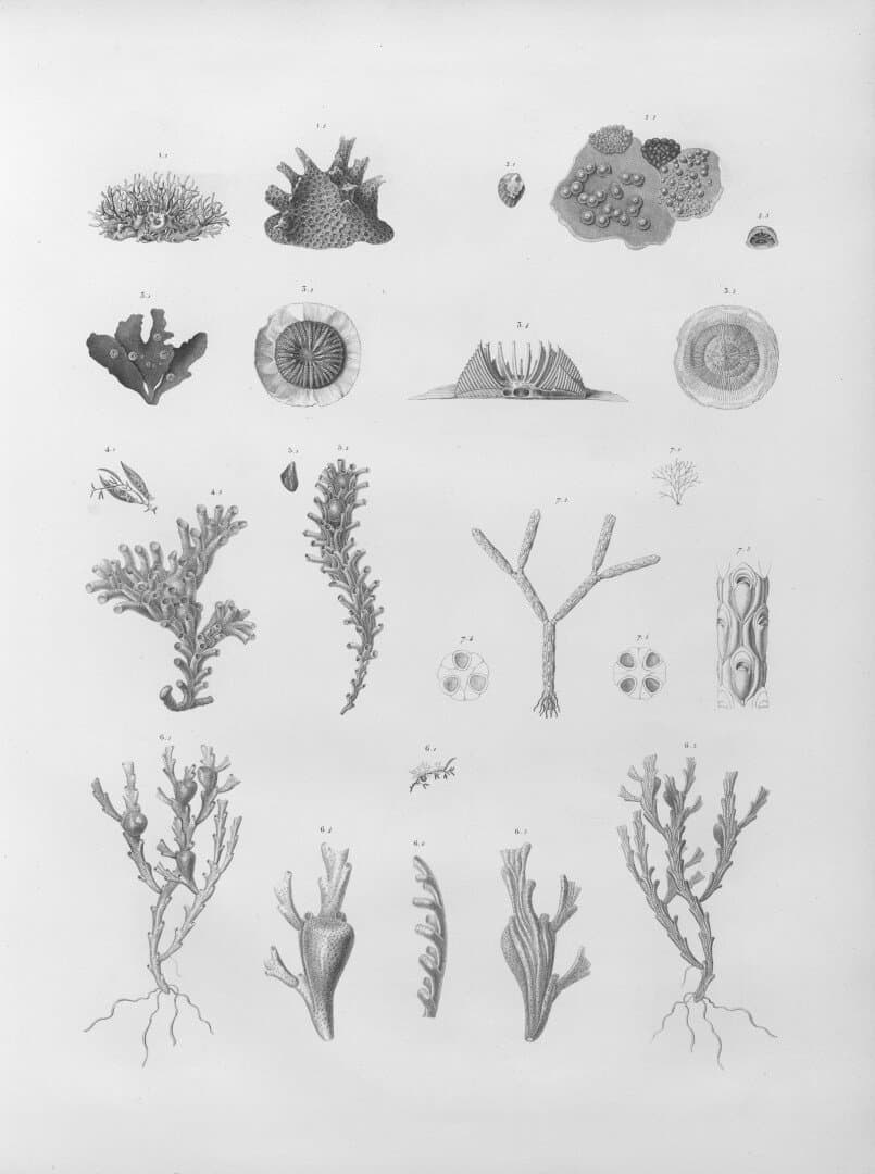 Vedelia, image 1 of 1