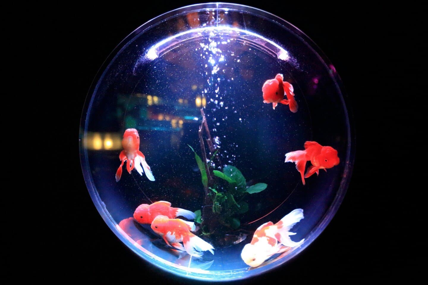 Fish Tank, image 1 of 1