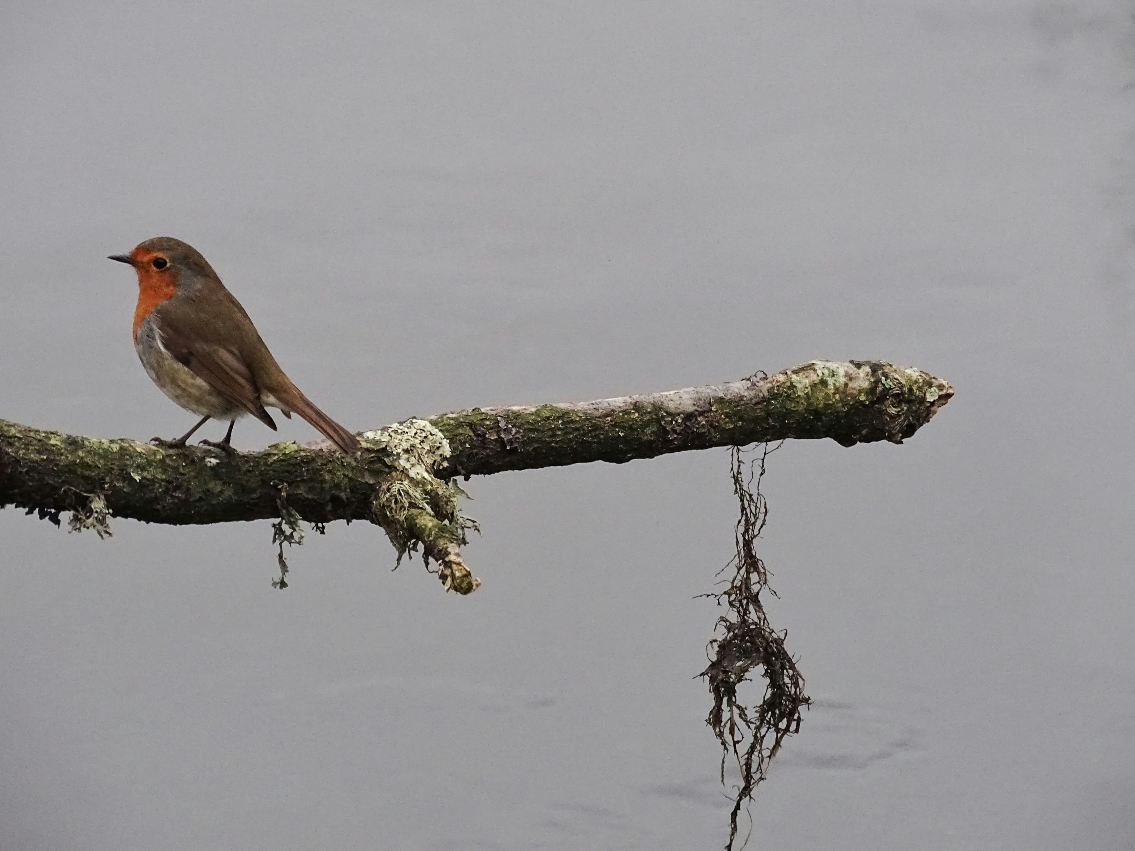 Redbreast 12, image 1 of 1