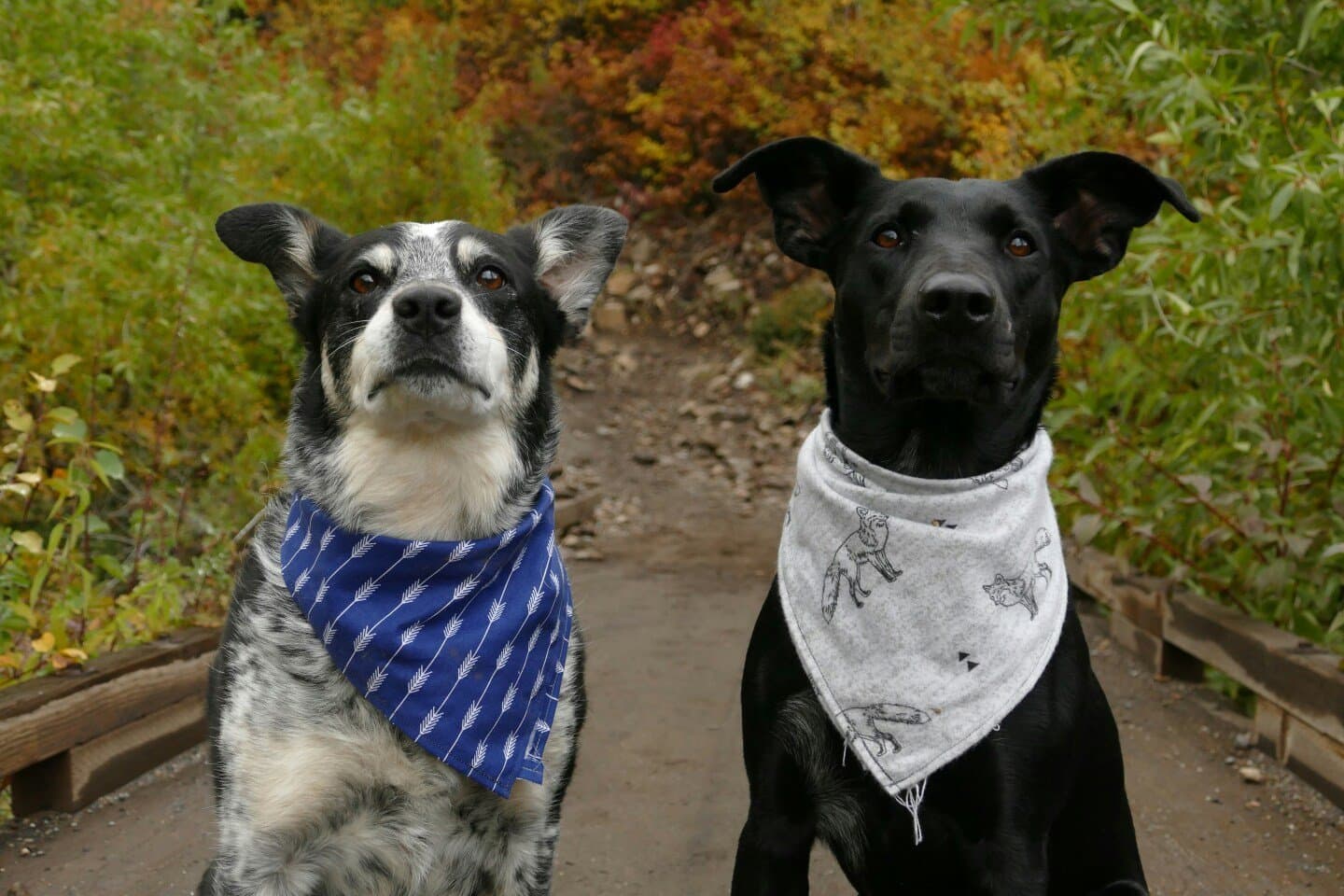 Reservation Dogs, image 1 of 1
