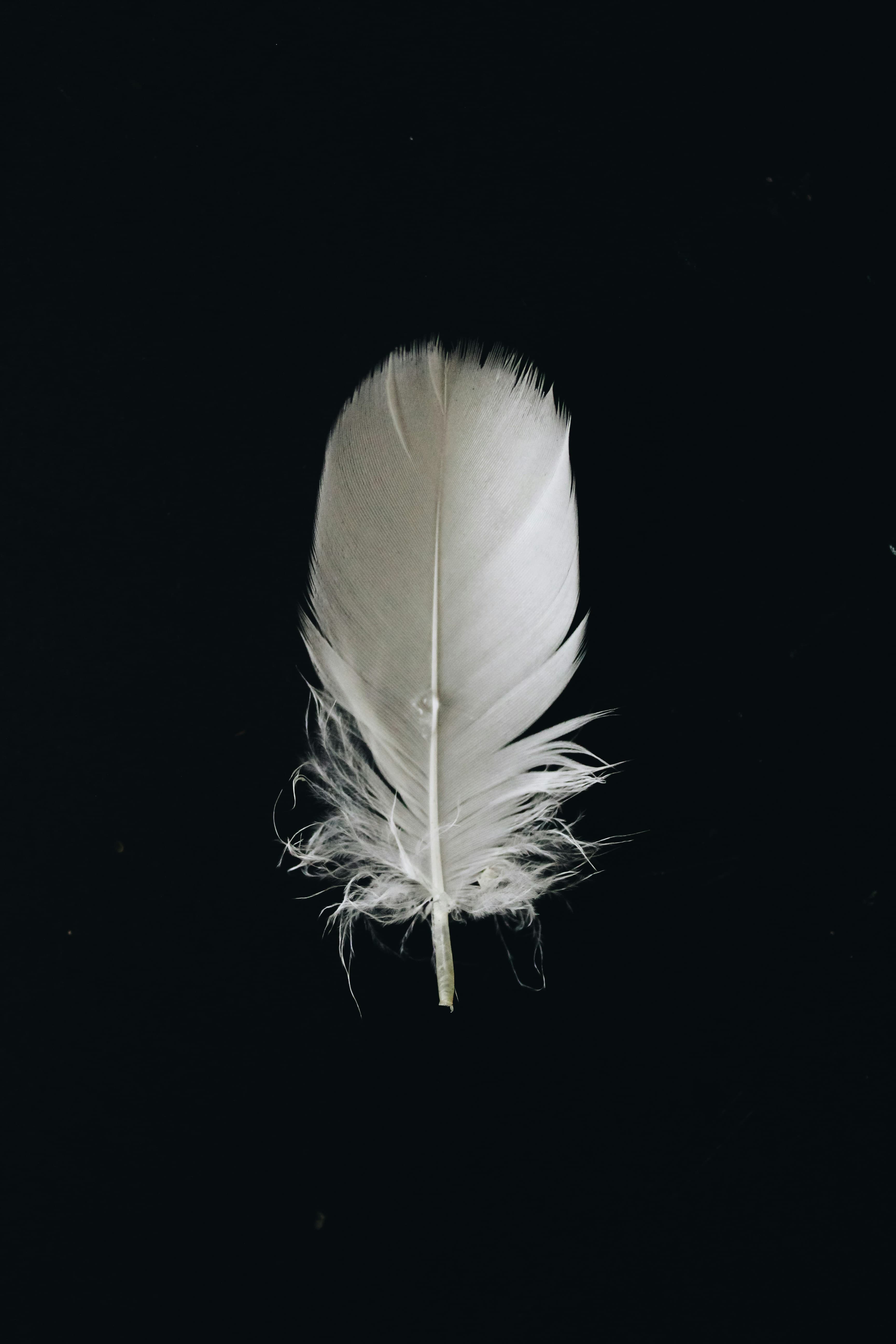 Birds of a Feather, image 1 of 1